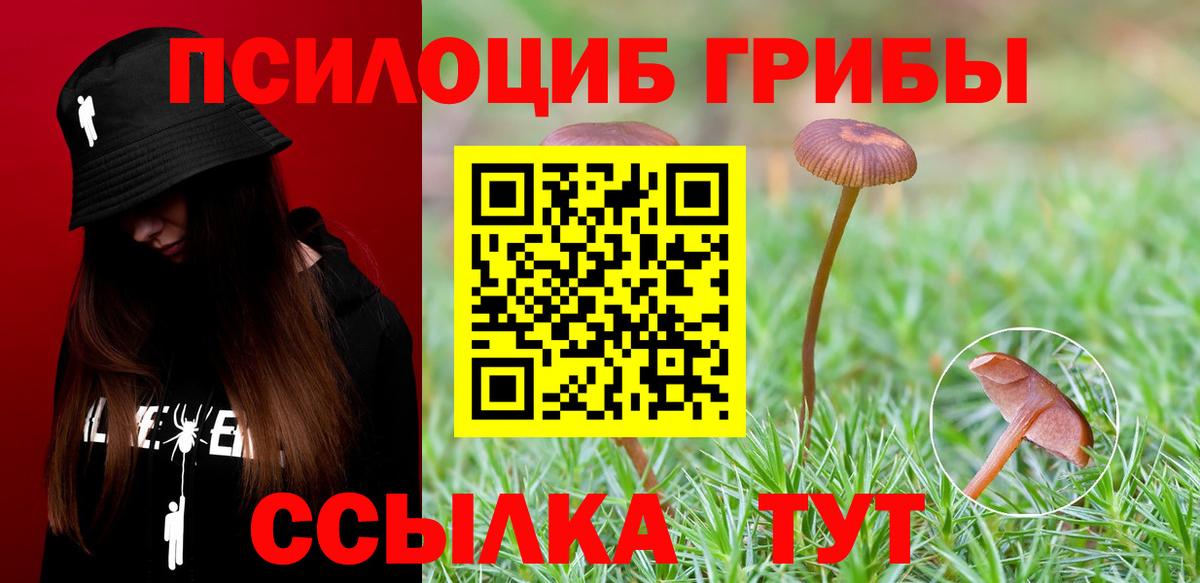 Псилоцибиновые грибы MAGIC MUSHROOMS  сколько стоит  Моздок  Вход с VPN 